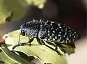 Lampetis webbii - photo 2