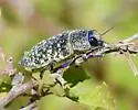 Lampetis webbii - photo 3