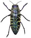 Lampetis webbii - photo 4