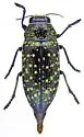Lampetis webbii - photo 5