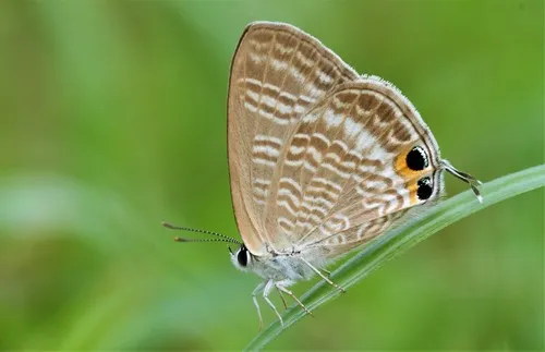 Pea Blue - photo 4