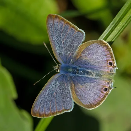 Pea Blue - photo 5