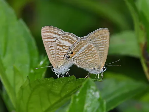 Pea Blue - photo 6