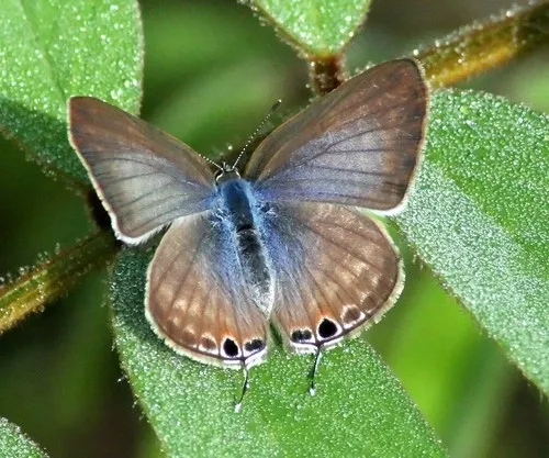 Pea Blue - photo 7