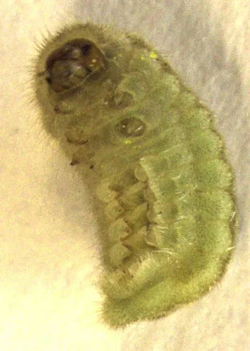 Pea Blue - photo 8