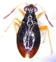 Lampracanthia crassicornis