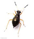 Lampracanthia crassicornis - photo 2