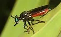 Gold-backed Lampria