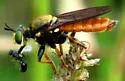 Gold-backed Lampria - photo 3