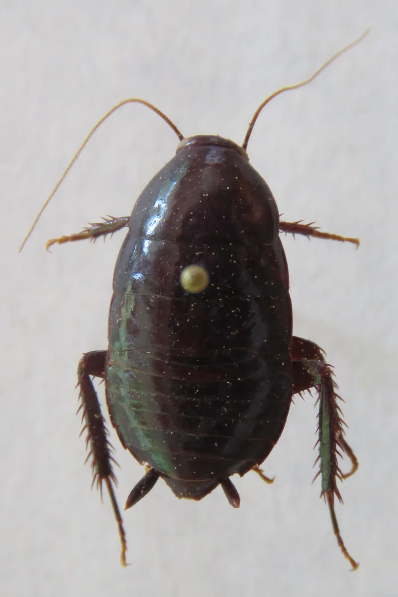 Lamproblattidae - photo 3