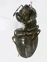Lamprodema maura - photo 2