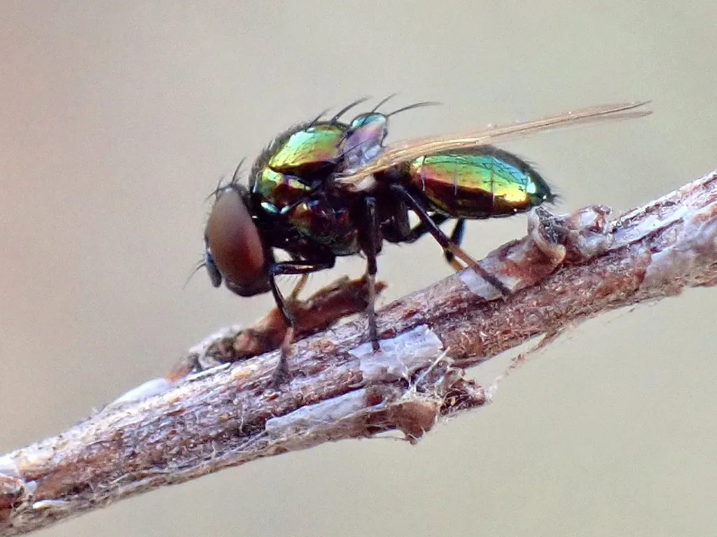 metallic-green tomato fly - photo 2