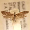 Lampronia aenescens - Hodges#0184