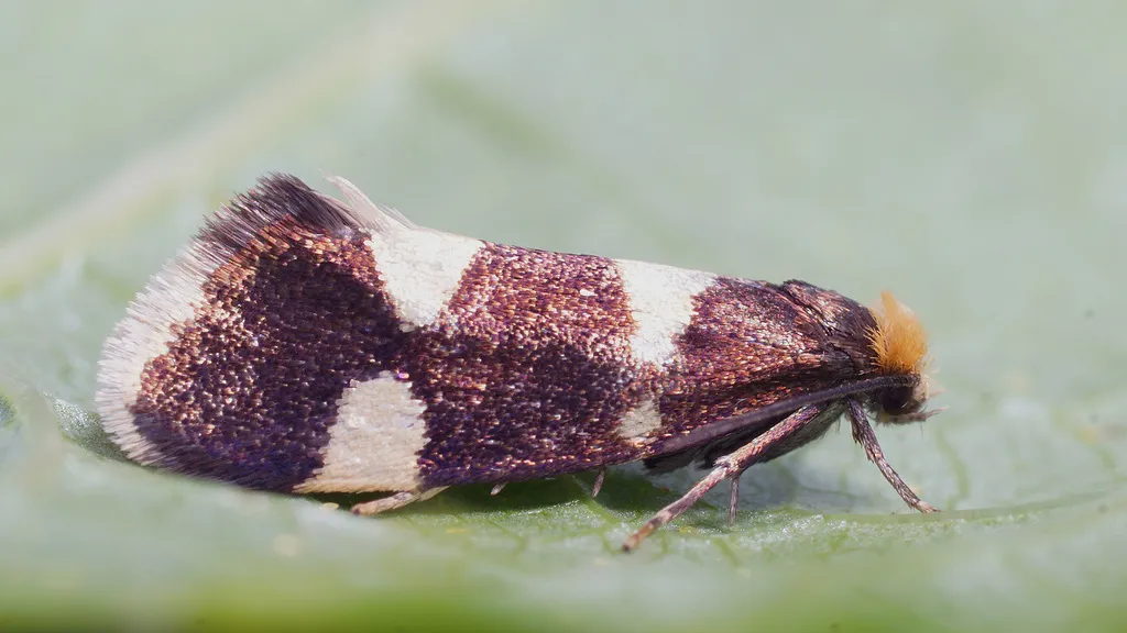 Currant Shoot Borer Moth