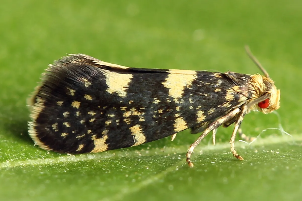 Raspberry Bud Moth - Hodges#0180.1