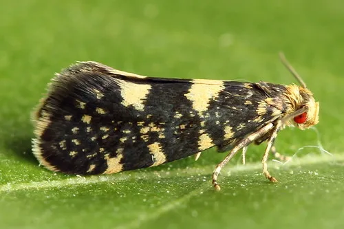 Raspberry Bud Moth - Hodges#0180.1 - photo 2