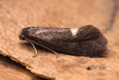 Lampronia morosa