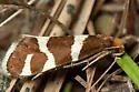 Lampronia oregonella - Hodges#0176