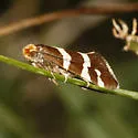 Lampronia oregonella - Hodges#0176 - photo 2