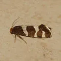Lampronia oregonella - Hodges#0176 - photo 3