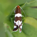 Lampronia oregonella - Hodges#0176 - photo 4