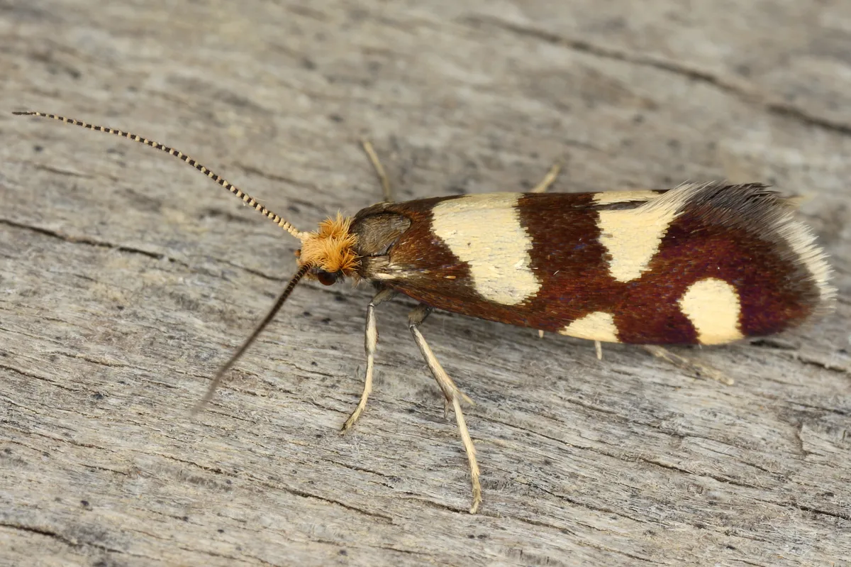 Lampronia rupella - photo 3