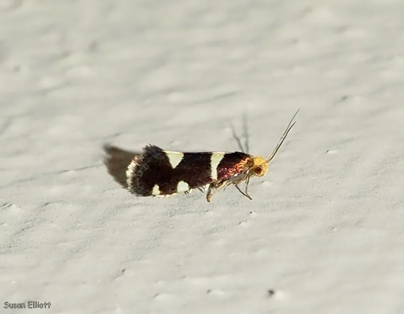 Lampronia russatella - Hodges#0175