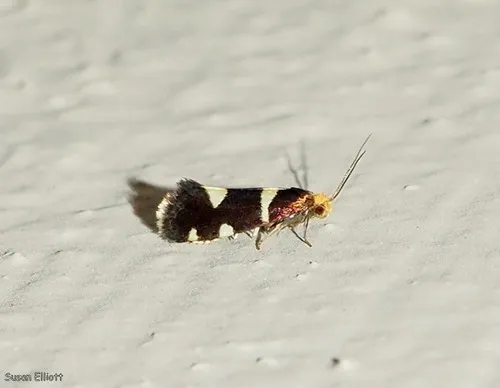 Lampronia russatella - Hodges#0175 - photo 3