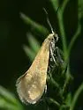Lampronia sublustris - Hodges#0185