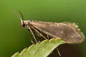Lampronia sublustris - Hodges#0185 - photo 4