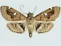 Lamprosema baracoalis - Hodges#5105.1