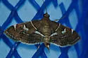 Lamprosema canacealis - Hodges#5105.2 - photo 2