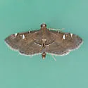 Lamprosema canacealis - Hodges#5105.2 - photo 3