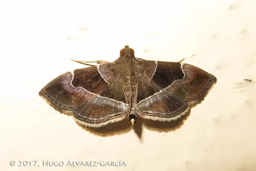 Lamprosema sinaloanensis - Hodges#5105