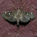 Lamprosema victoriae - Hodges#5104