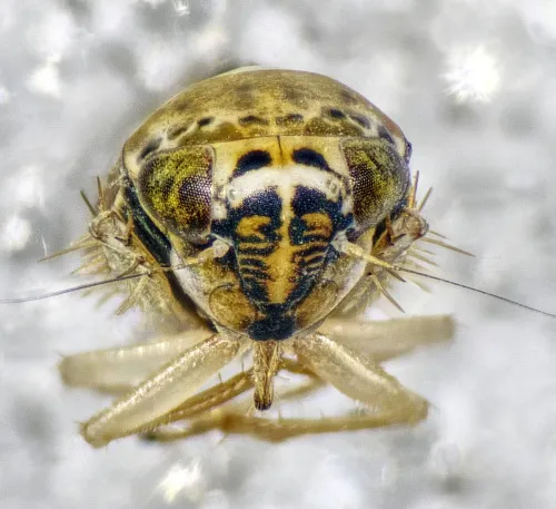 Lamprotettix nitidulus - photo 2