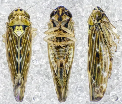 Lamprotettix nitidulus - photo 3
