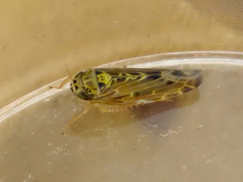 Lamprotettix nitidulus - photo 4