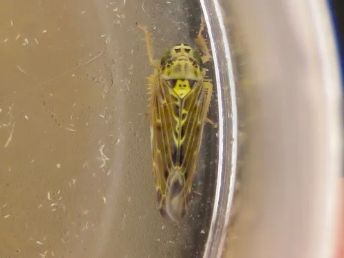Lamprotettix nitidulus - photo 5