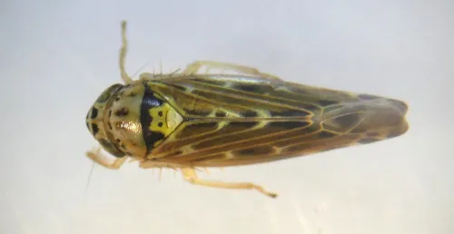 Lamprotettix nitidulus - photo 7