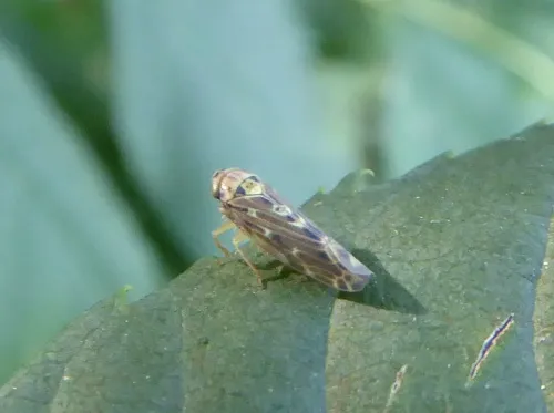 Lamprotettix nitidulus - photo 8