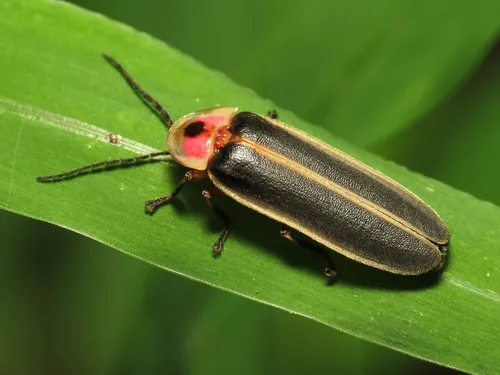Fireflies - photo 2