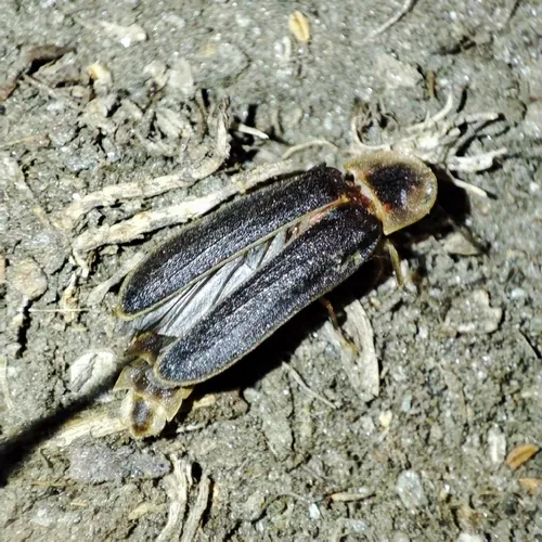 Iberian Glow-worm
