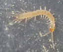 Lamyctes caeculus