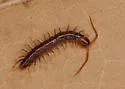 Lamyctes emarginatus