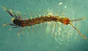 Lamyctes emarginatus - photo 2