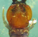 Lamyctes emarginatus - photo 4