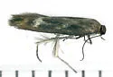 Landryia matutella - Hodges#1662.1