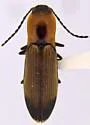 Laneganus nunenmacheri