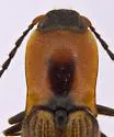 Laneganus nunenmacheri - photo 2